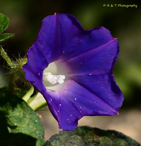 {Ipomoea hederacea}